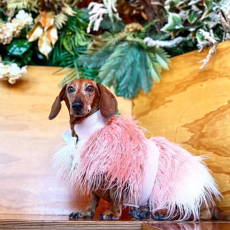 The Furry Fashionista Collection