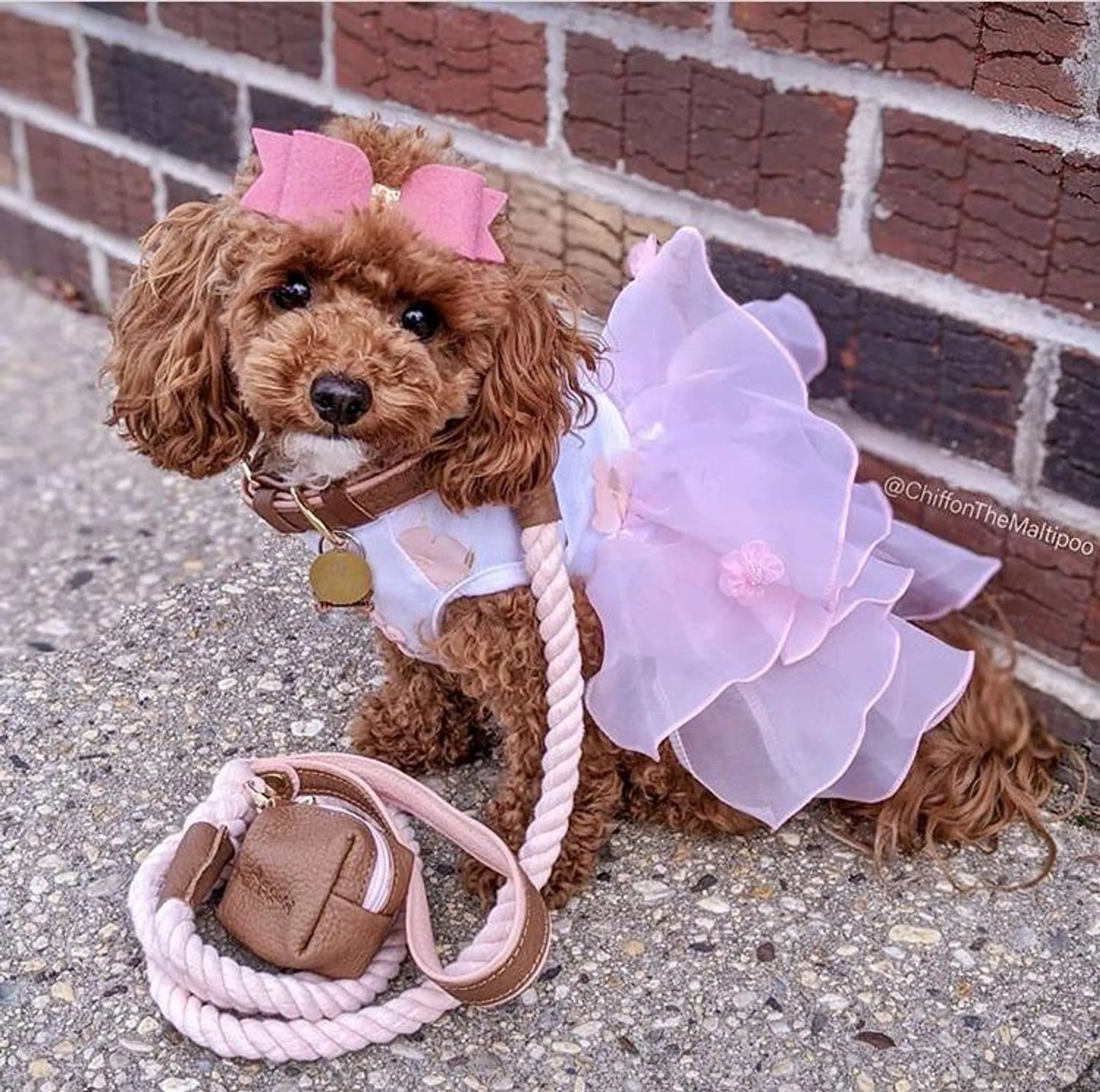 Rope Dog Leash
