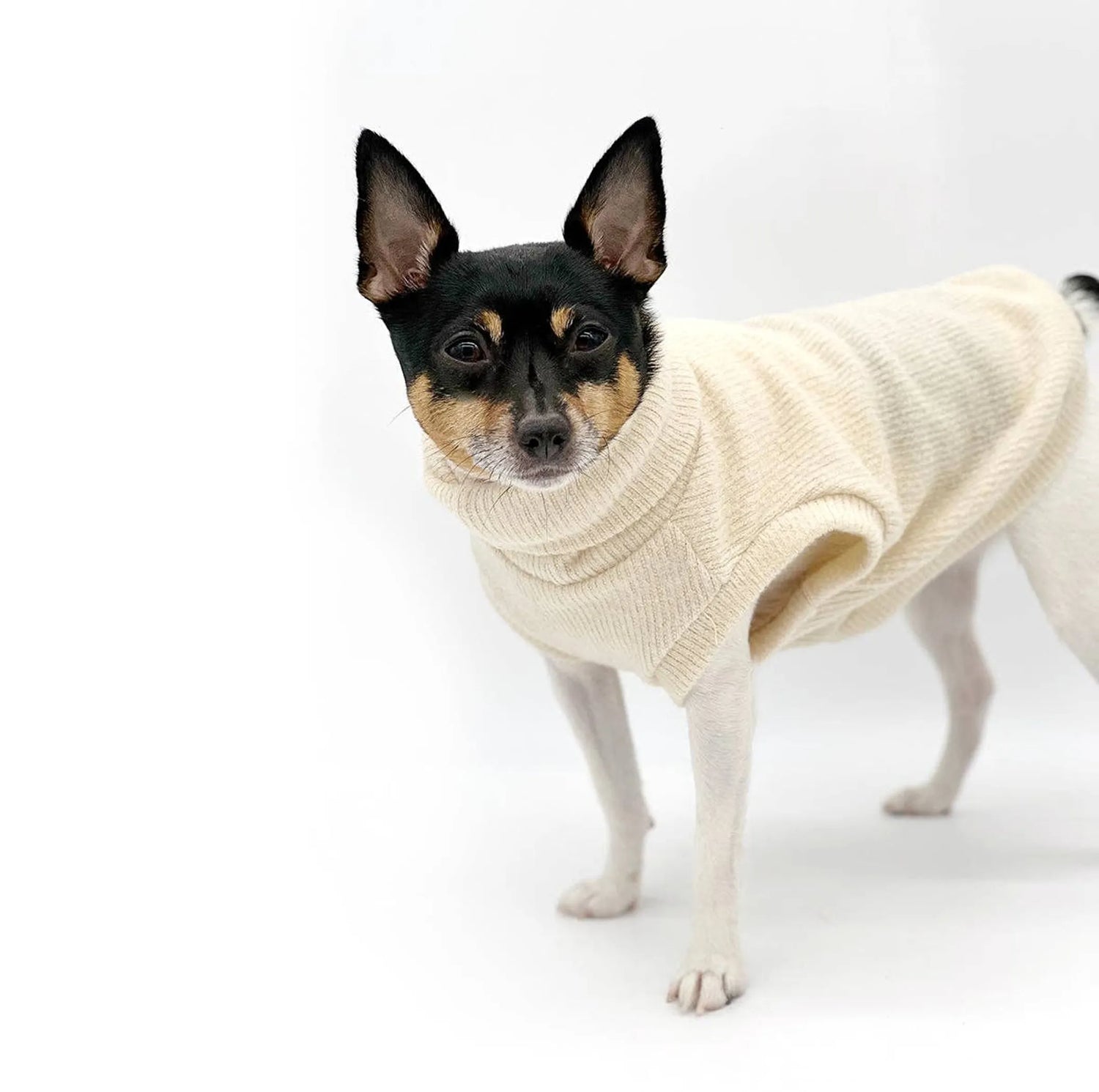 Bundle Up, Pup Collection